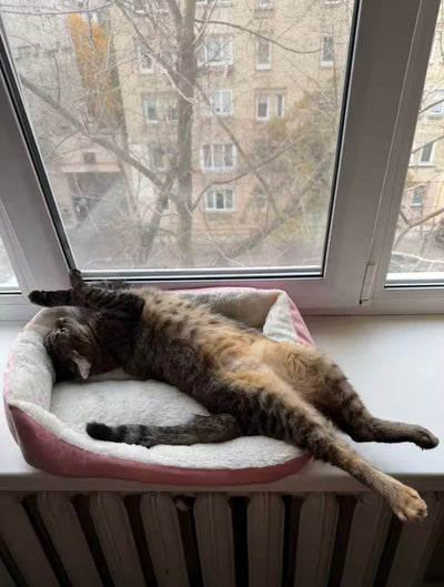 Sophie R.